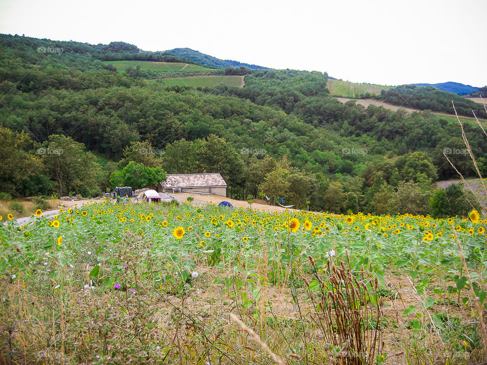 Sunflower fields in the South of France