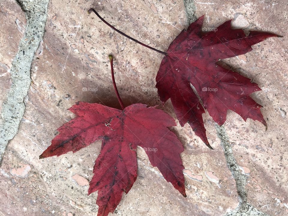 Wood bench with maroon fall leaves