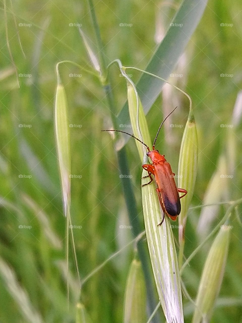 In spring