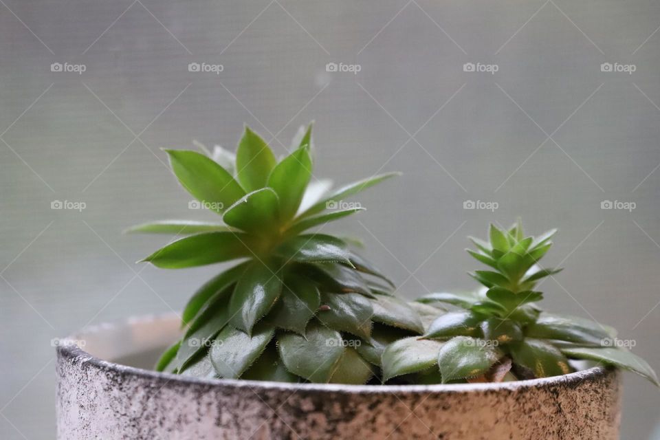 Potted cacti 