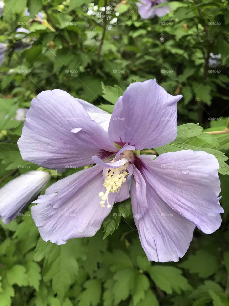 Pale, Dewey Purple Bloom