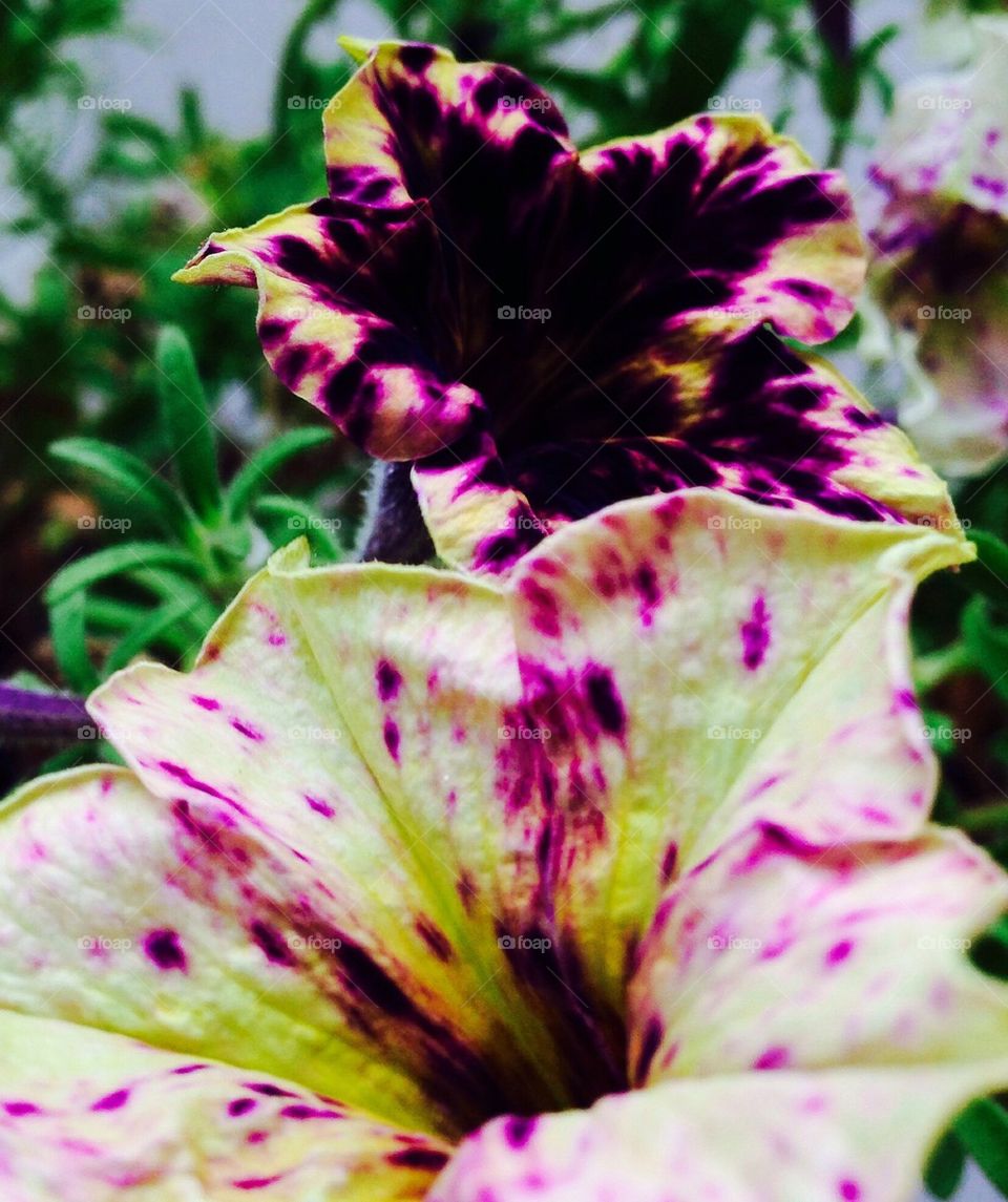 Pretty Petunias