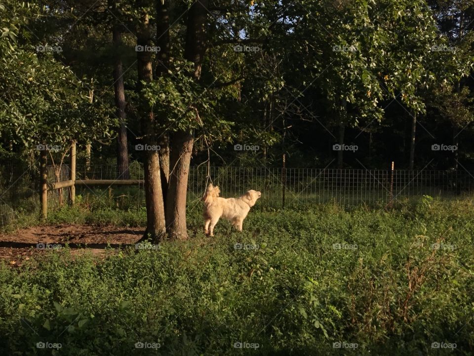 Freedom to bark. 
