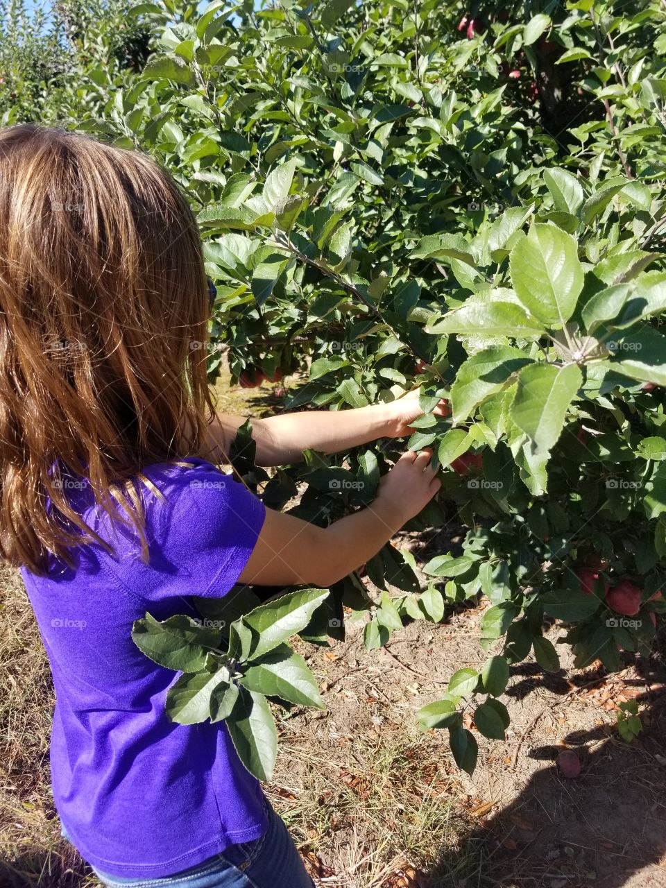child picking apples