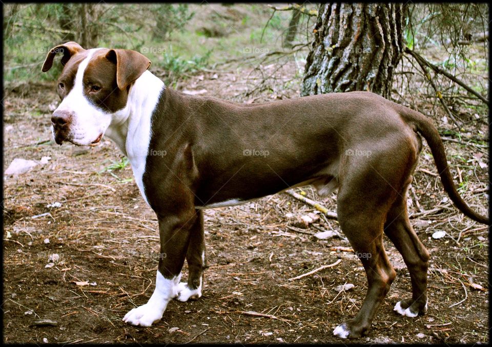 Beautiful dog profile close to you Pitbull face amazing wildlife beautiful life love you animals photography
