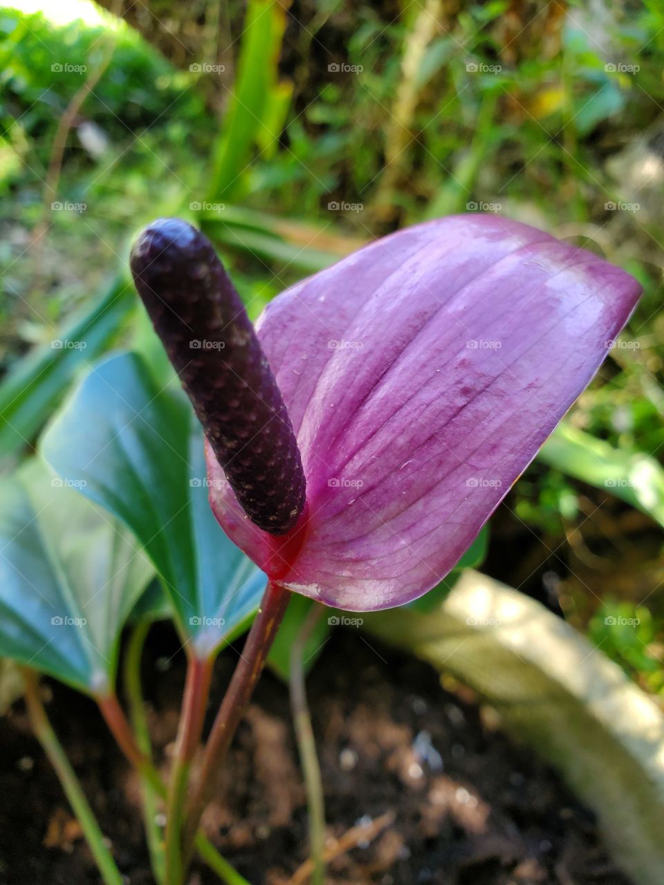 exotic violet anturium