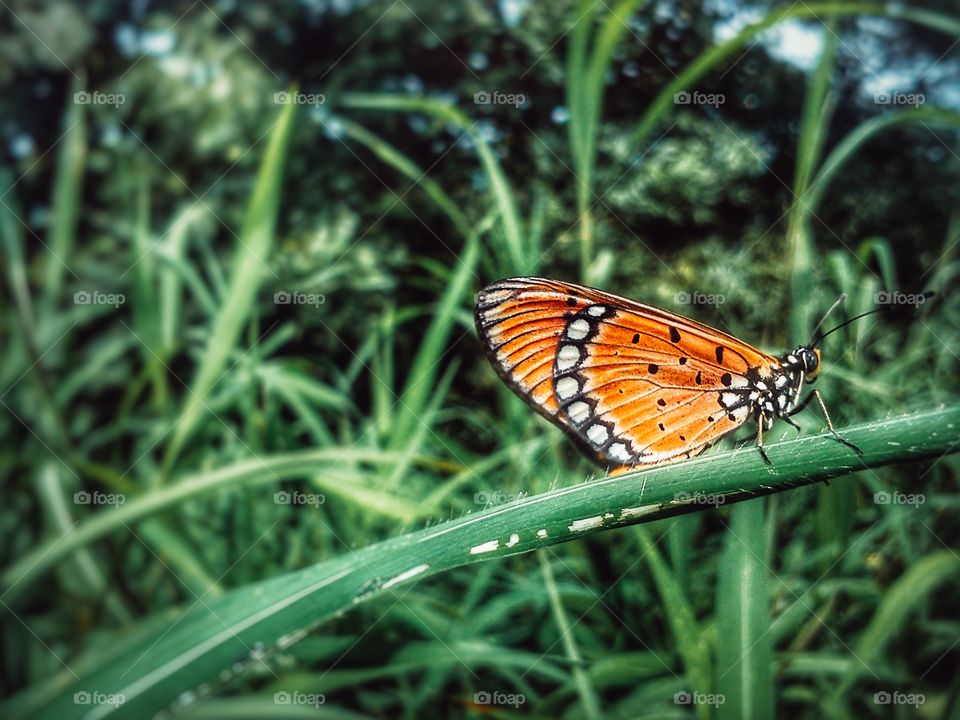 Orenge Butterfly