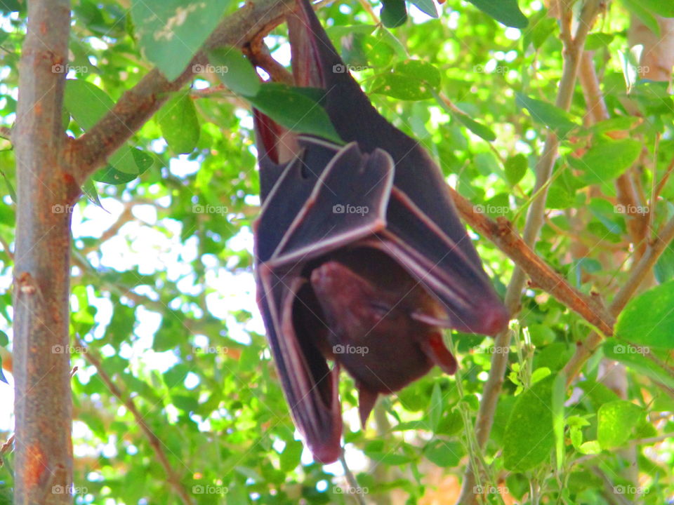 bat