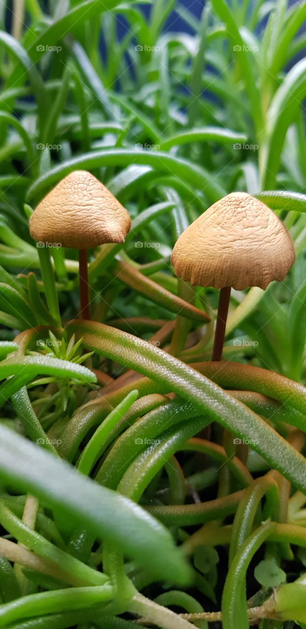 Mushrooms in a flower vase