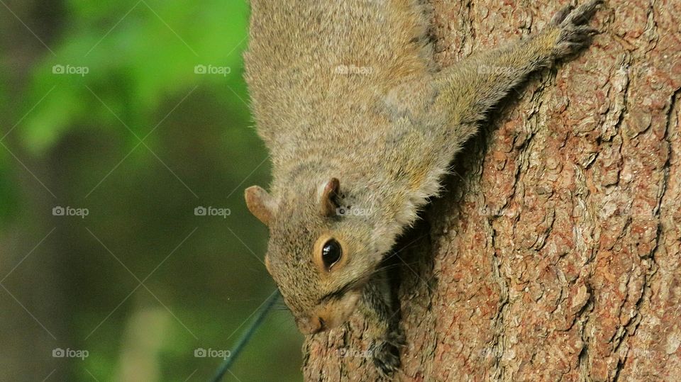 Squirrel upside down again