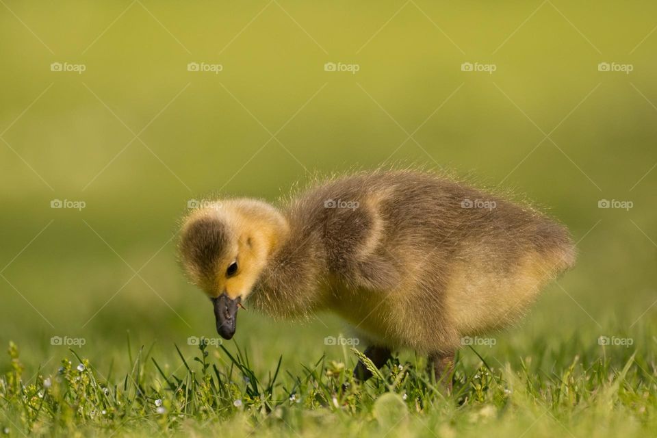 Cute duckling alert