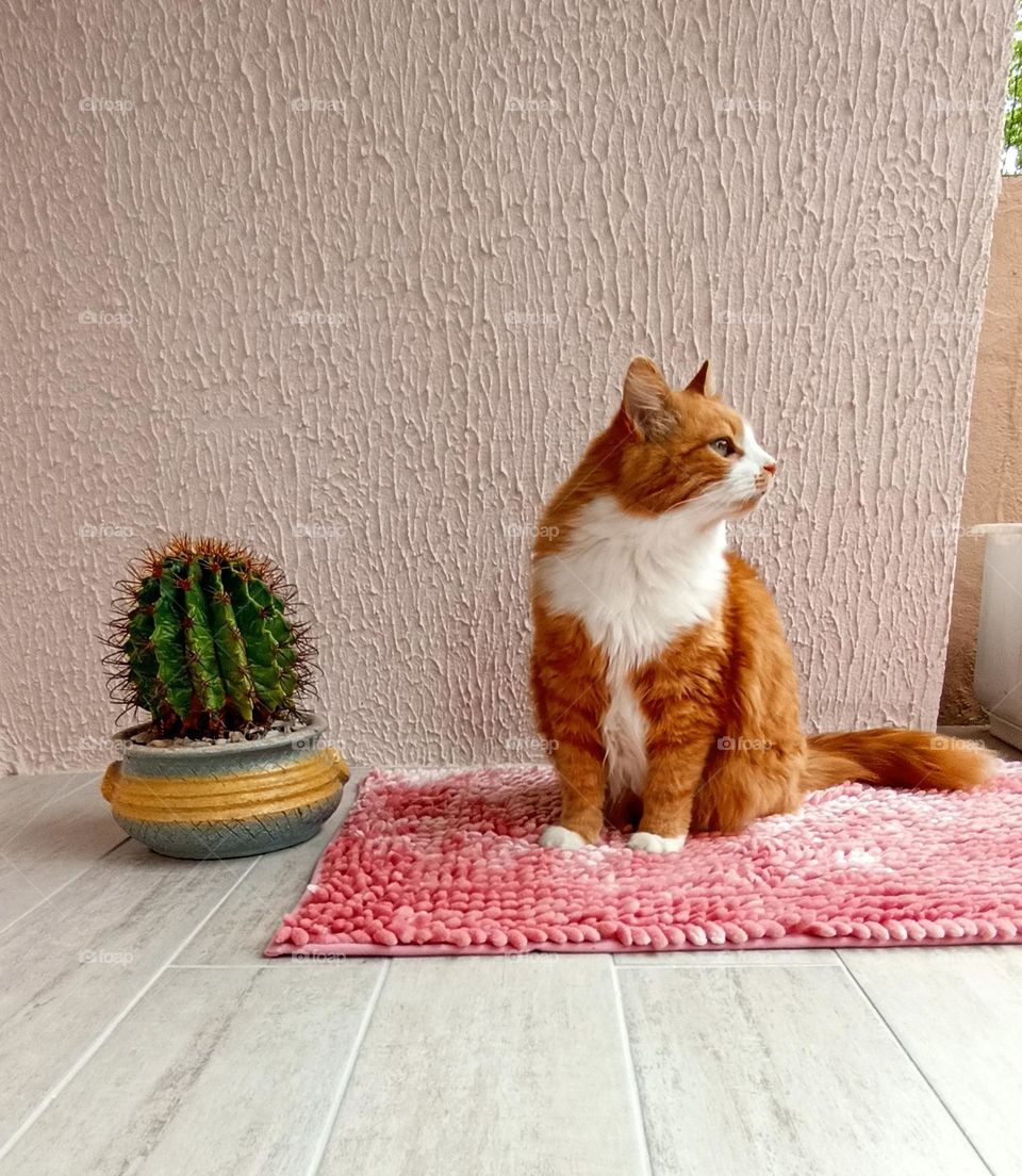 ginger cat relaxing home view from the ground