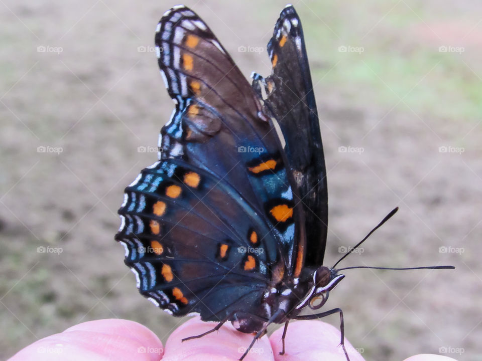 black and blue swallowtail butterfly sitting on finger tips outdoors