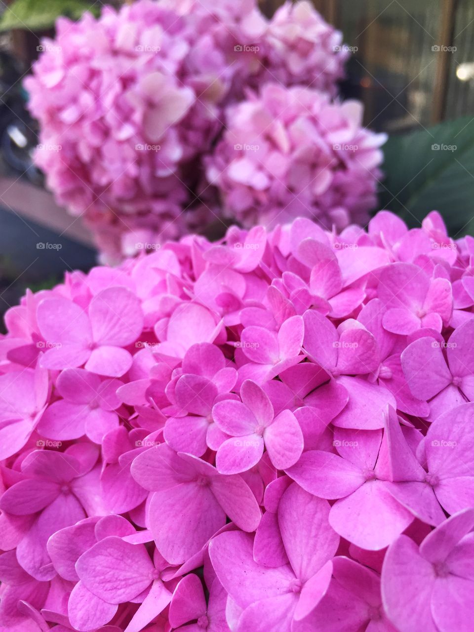 Pink hydrangea 