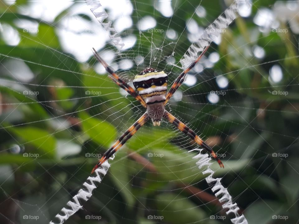 Spider and web