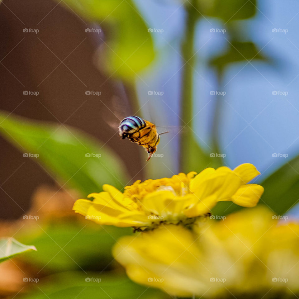 bee
