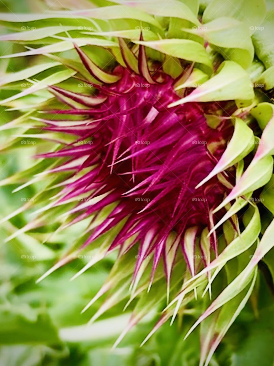 Close up of a flower