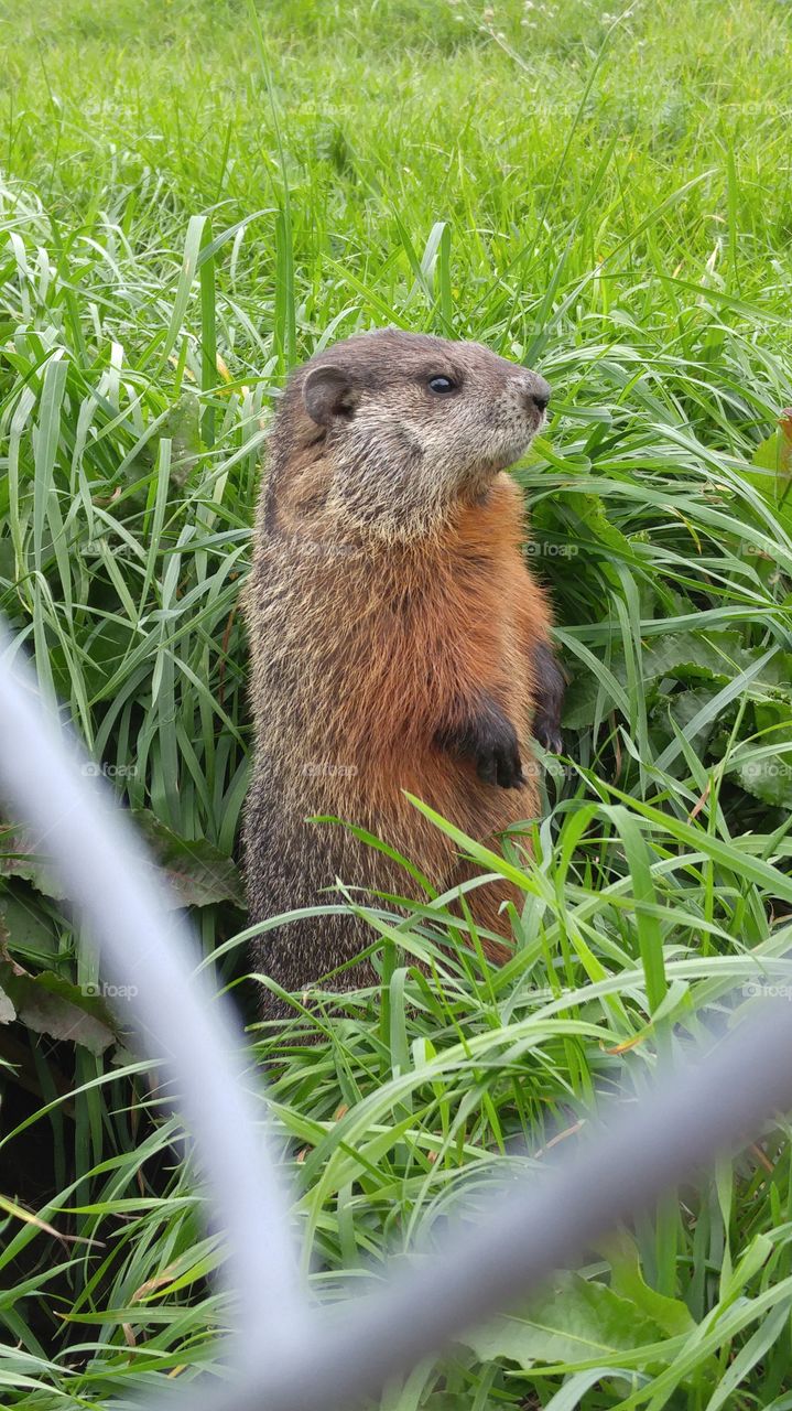 Groundhog in the high grass. got close up and personal with a groundhog