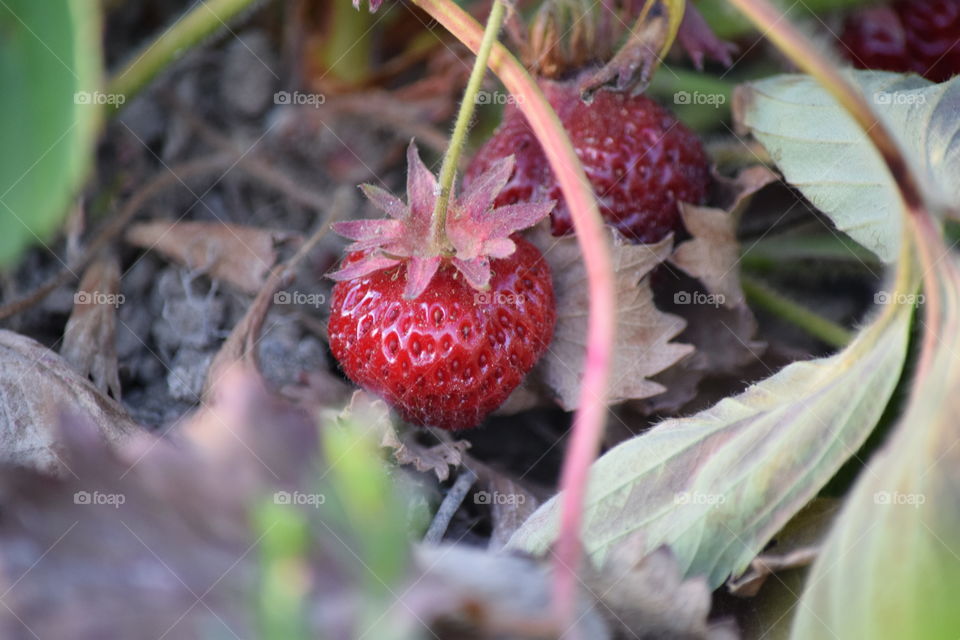 Strawberries