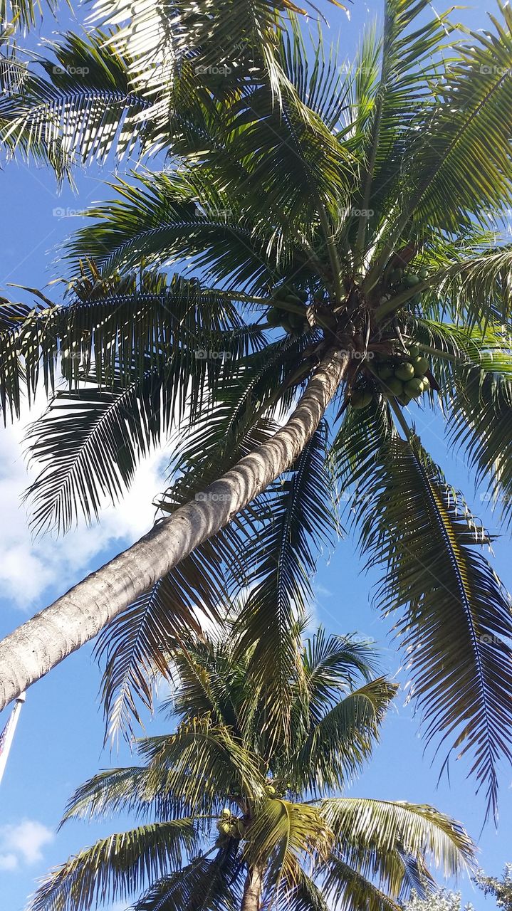 Low angle view of palm tree