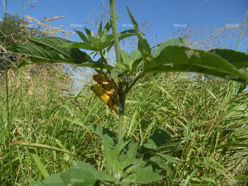 humping hopper. This is a picture of some grasshoppers that are in a mating ritual. 👣 🚶 🏃 🔥 💨