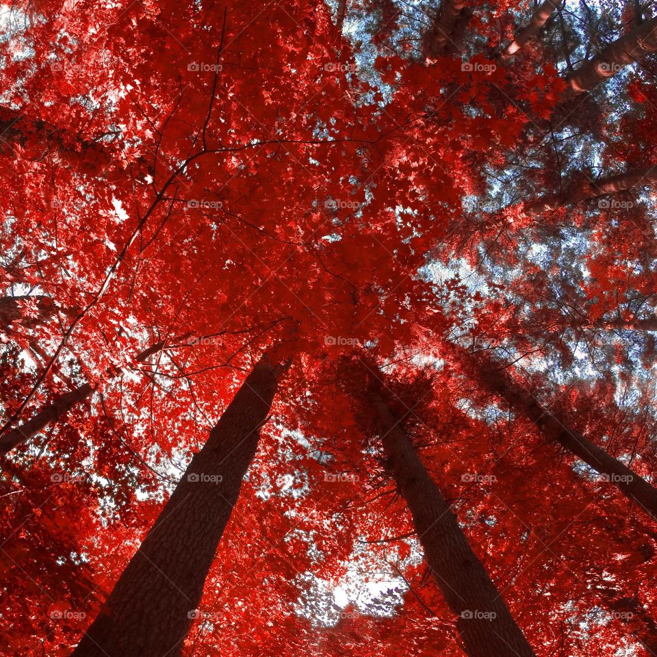 Red Forrest. Took this hiking