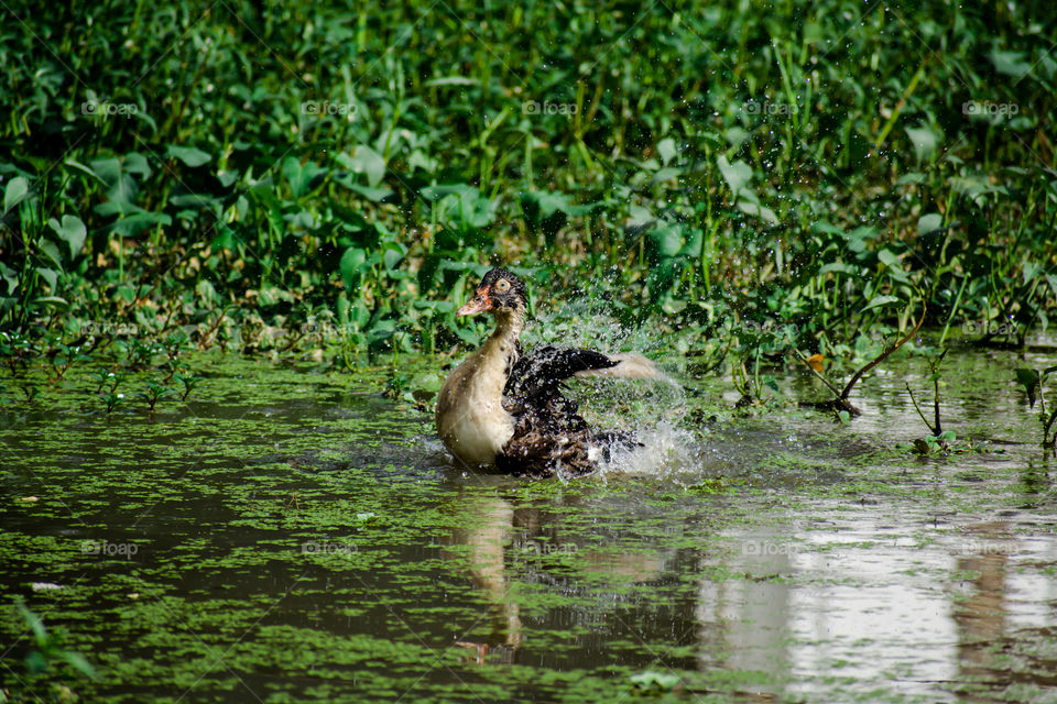 Hybrid duck summer snaps