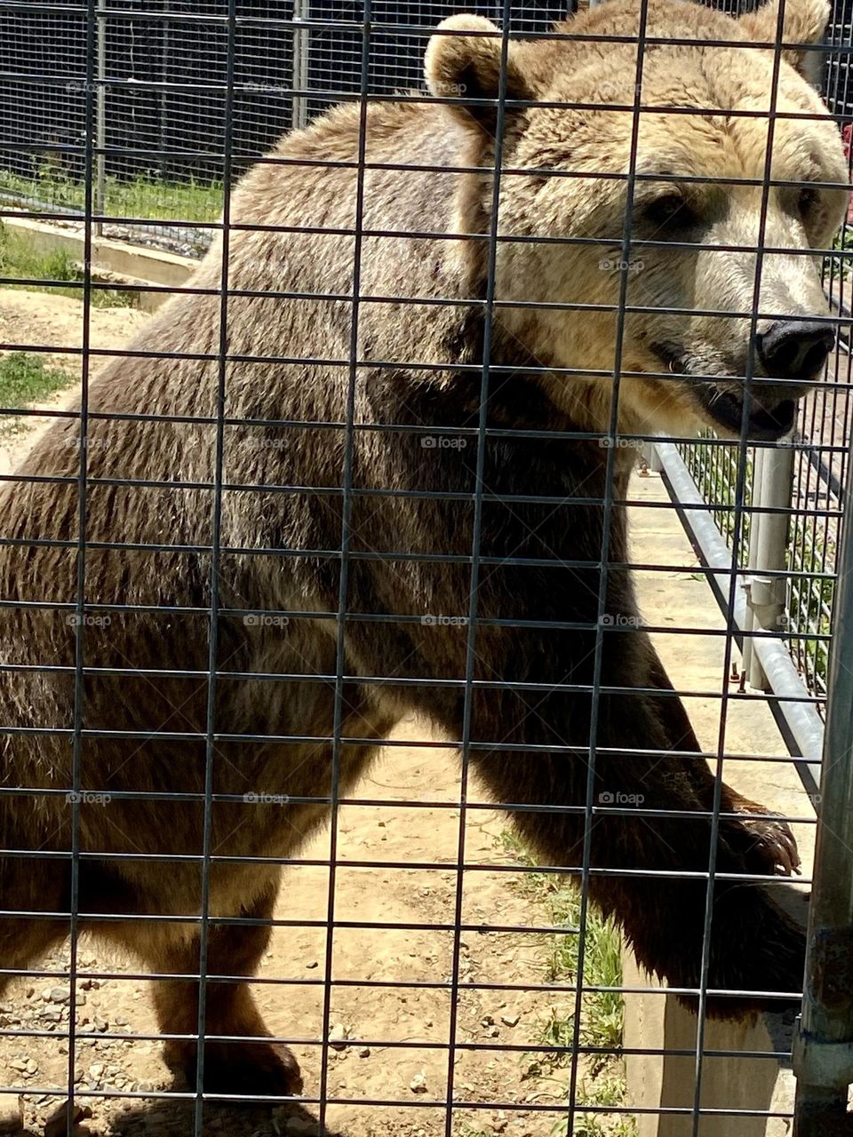One big bear! He was standing up!