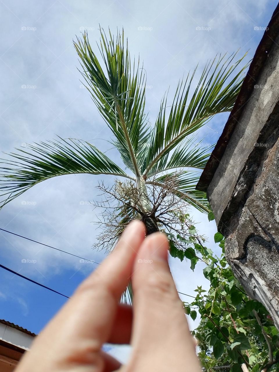 Palm Tree