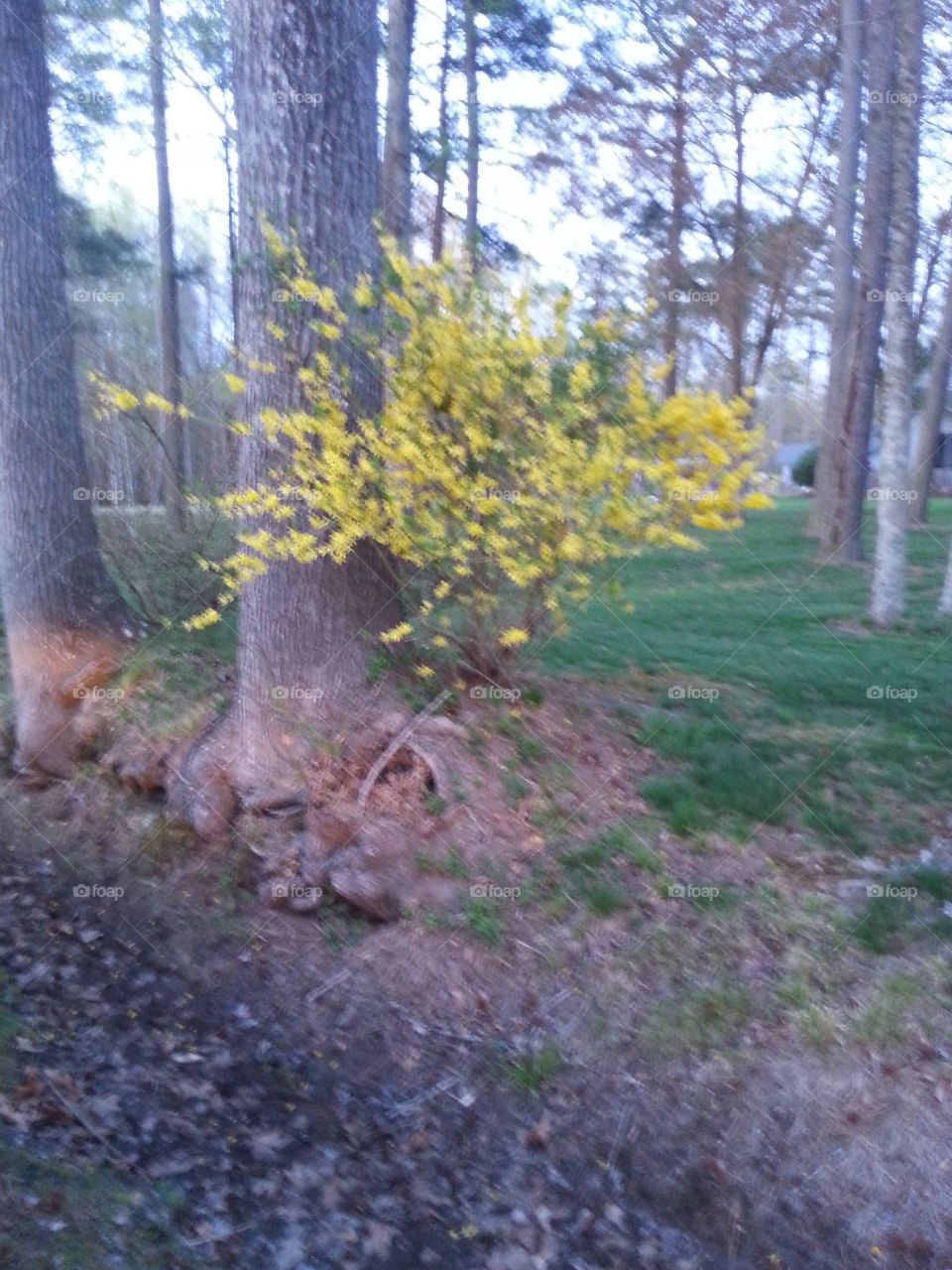 Yellow forsythia bush among the trees