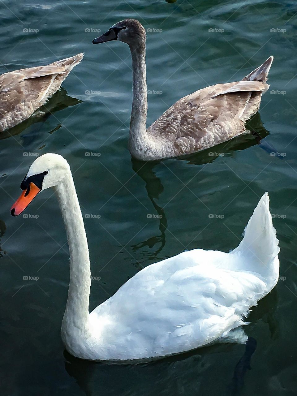 Swans at the Starnberg See lake in Bavaria, Germany.