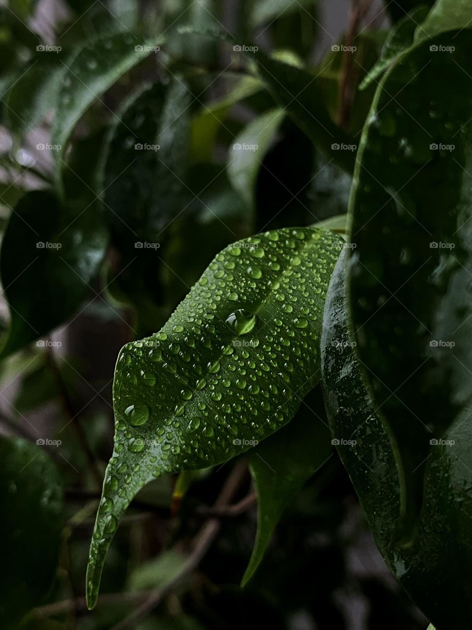 green leaves in drops of water illuminated by the sun