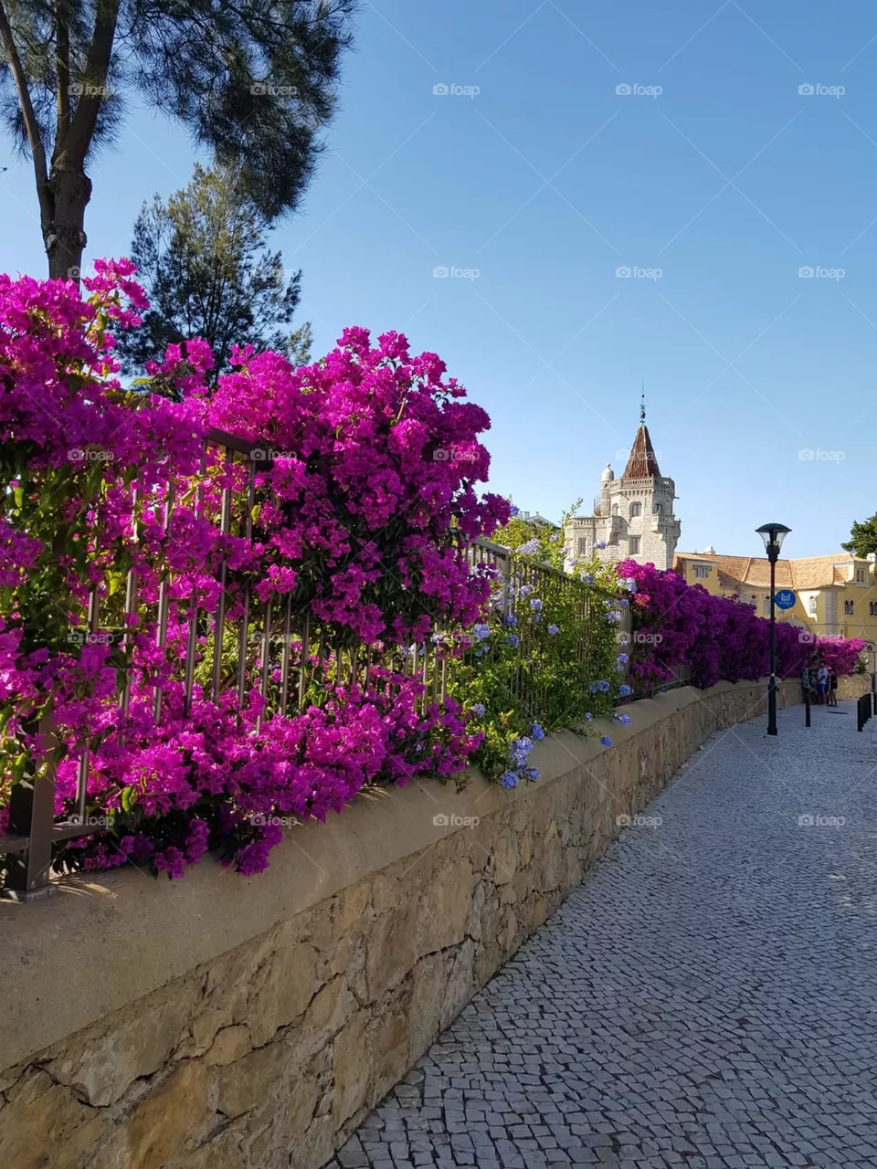 Flowers