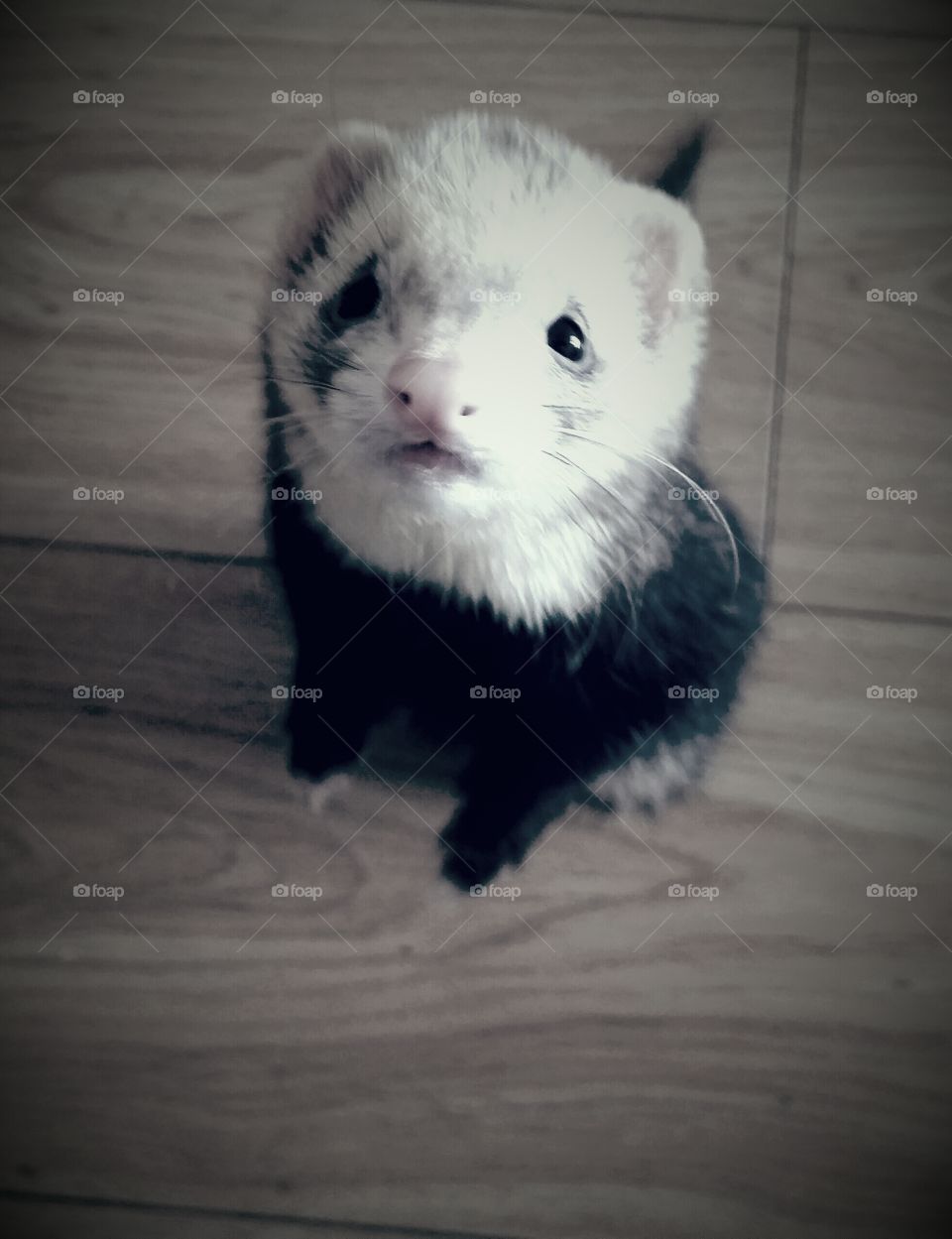 ferret