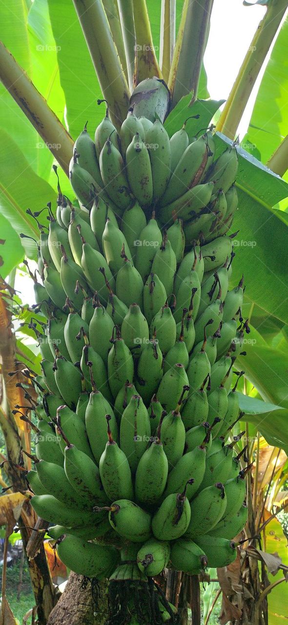 Bananas are very dense, the fruit is ready to be harvested