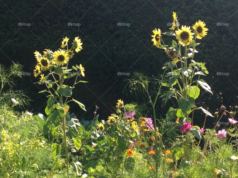 Sunflowers. Holland park