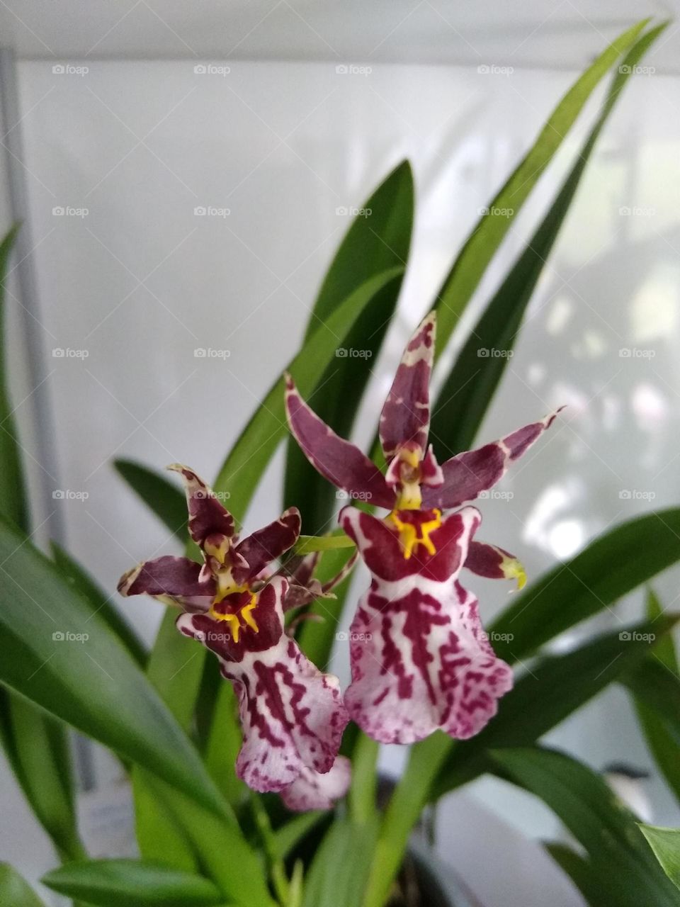 Oncidium Titanium Treasure