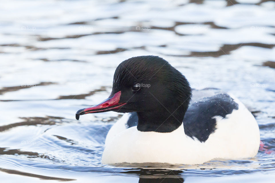 Closeup of duck swimming on lake