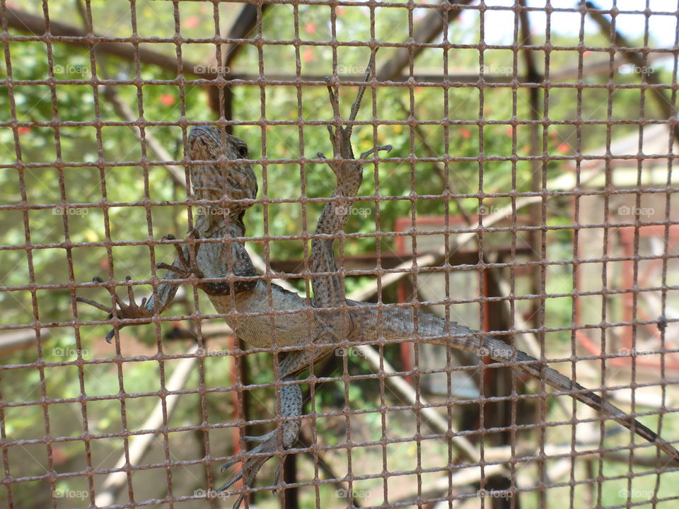 Iguana