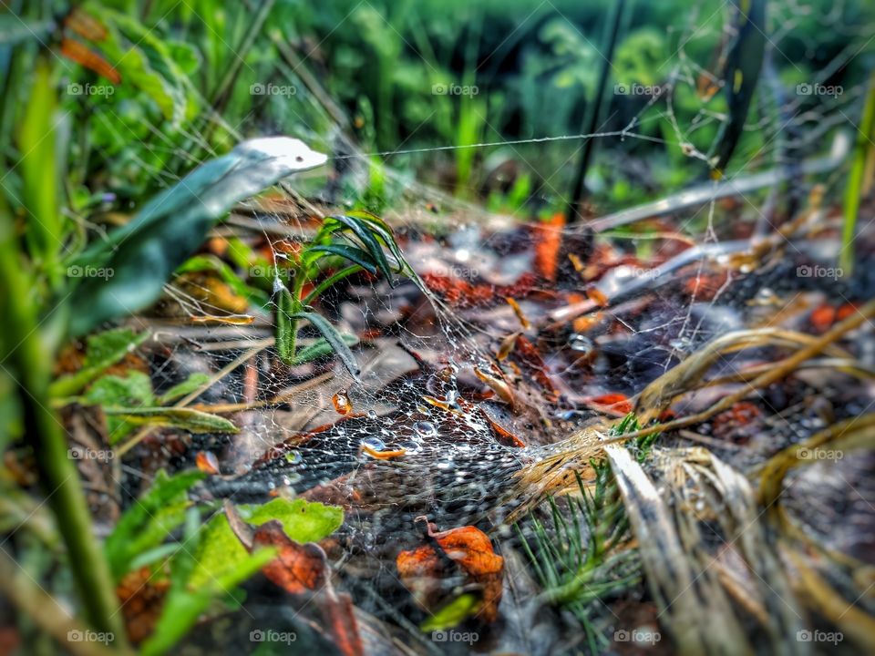 Spider web