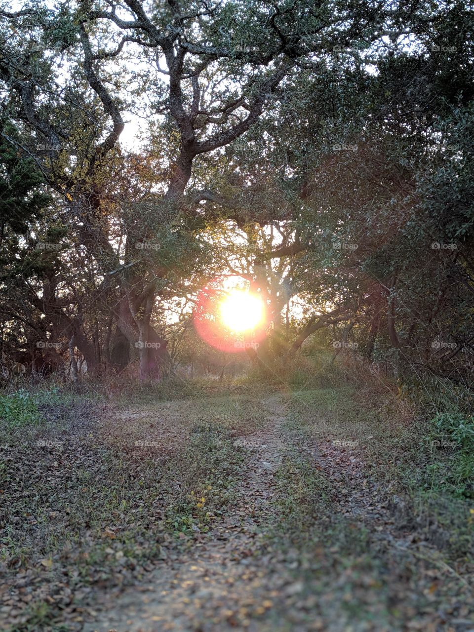 sunset in the forest