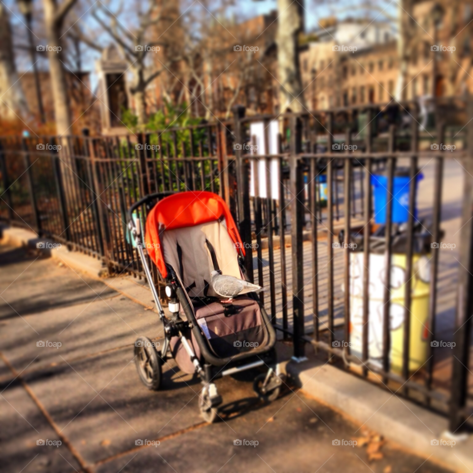 light funny sunny day pigeon by michaella