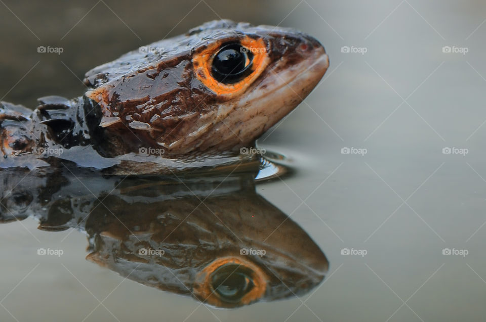 Red eye croc