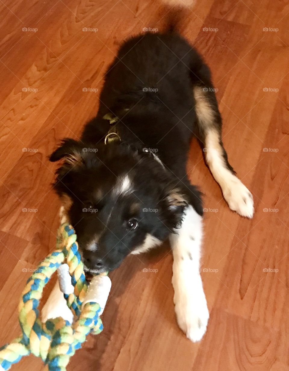 Baby Animal, Puppy, dog, puppy dog, fur, toy, tug of war, pulling, cute, fuzzy, black and white, paws, teeth, ears, eyes, nose, cold nose, wet nose, tail, wood, wooden, floor, rope toy, rope, Blue Heeler