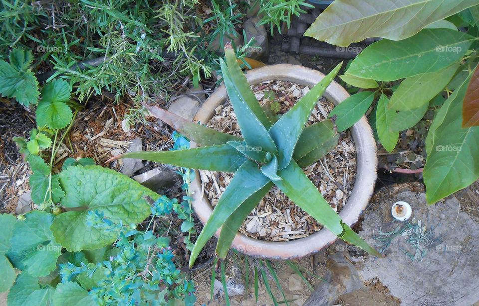 Aloe and rosemary in a garden