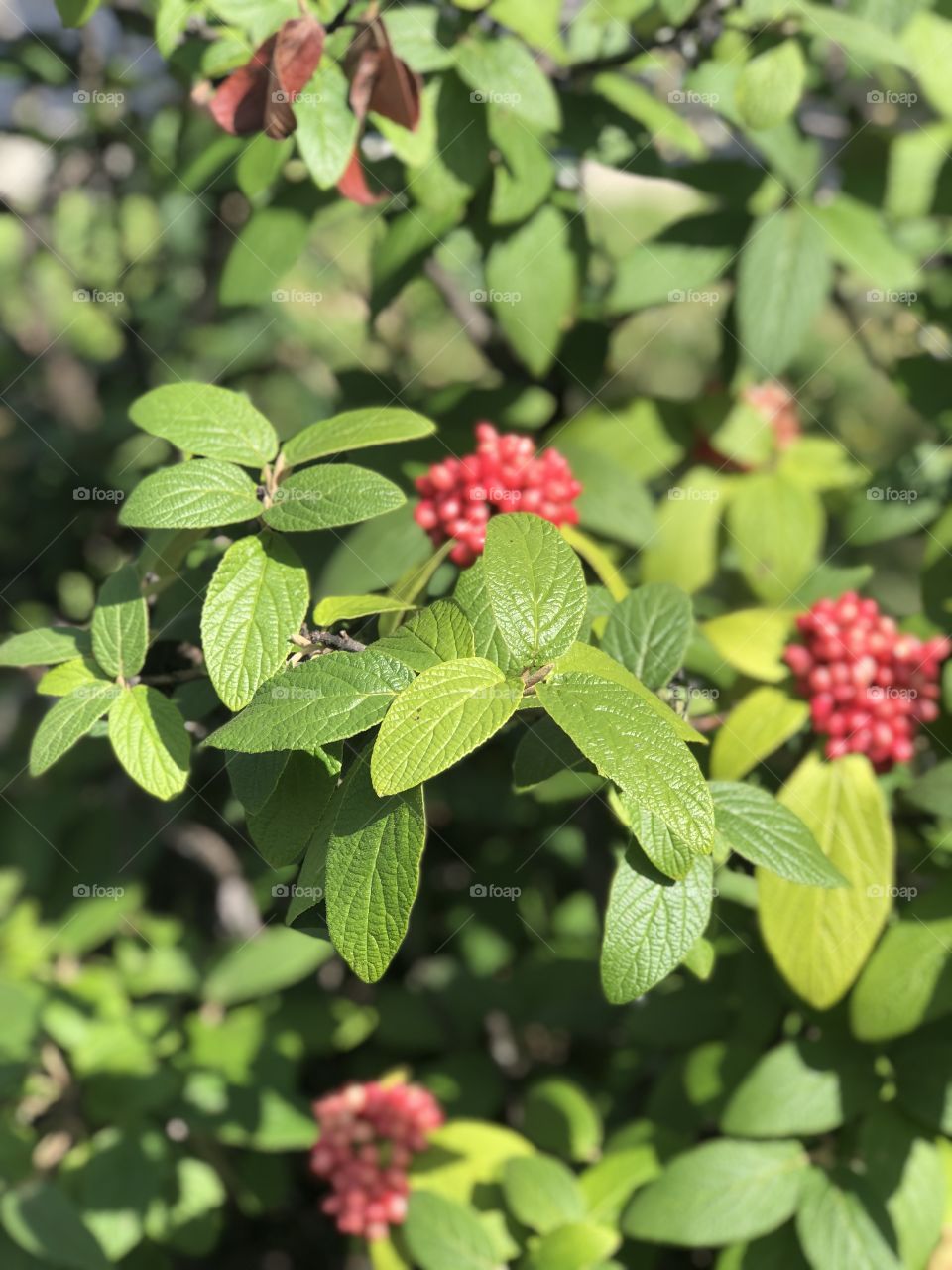 Berries