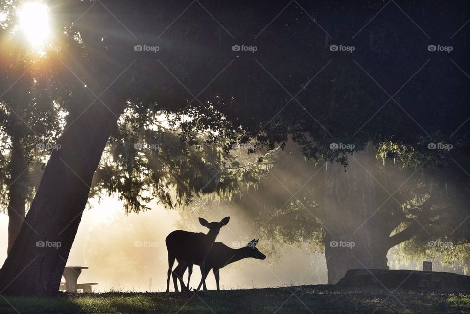 Deer in morning light