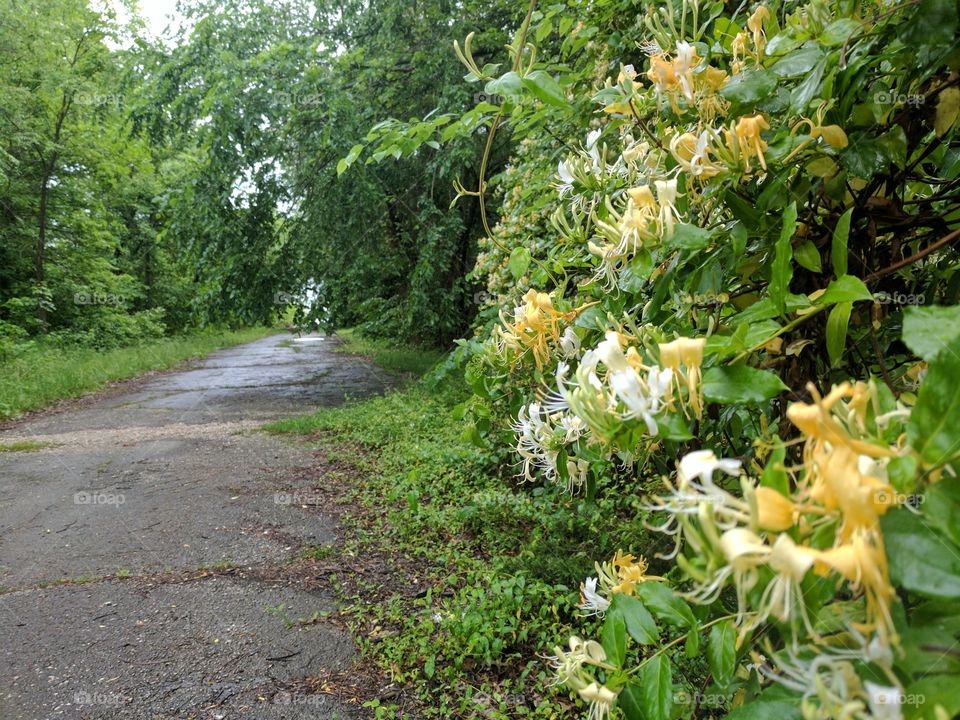 nature walk