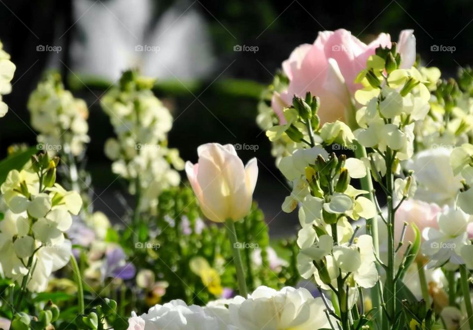 White and pink flowers