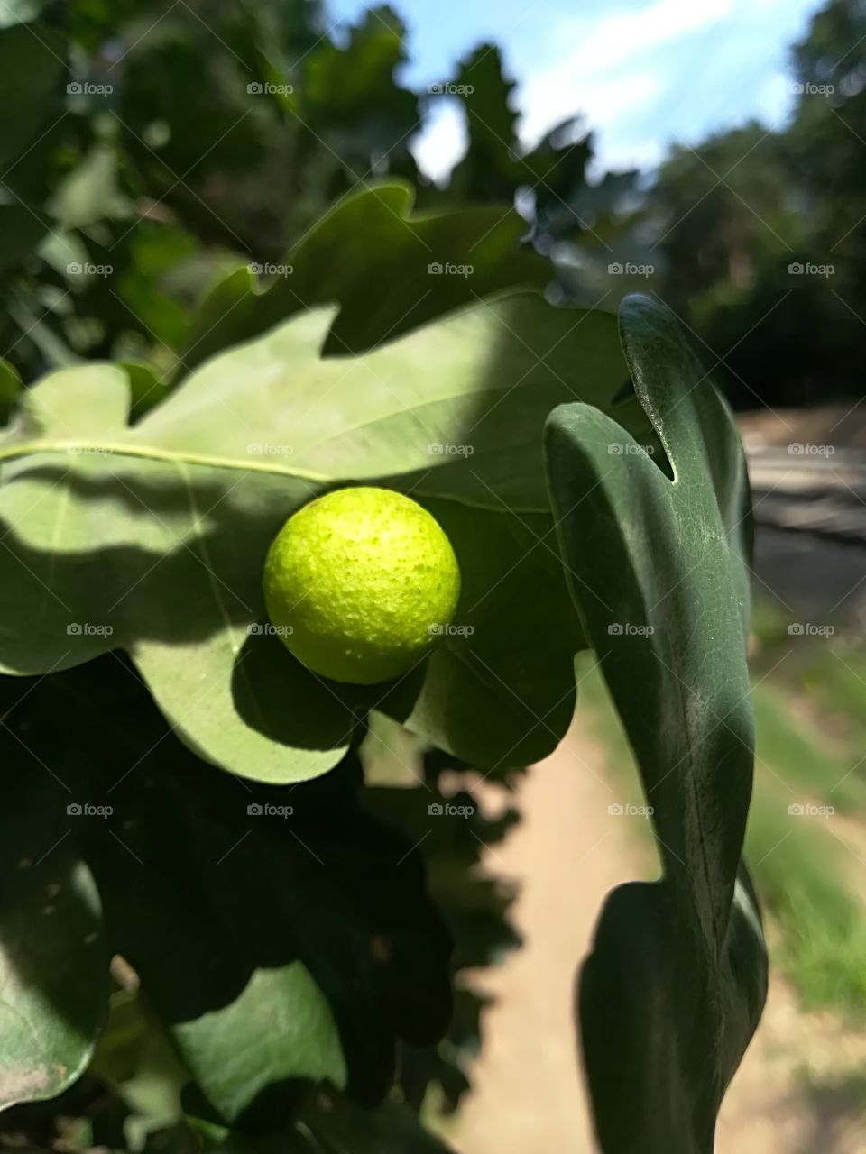 Insect balls on oak tree